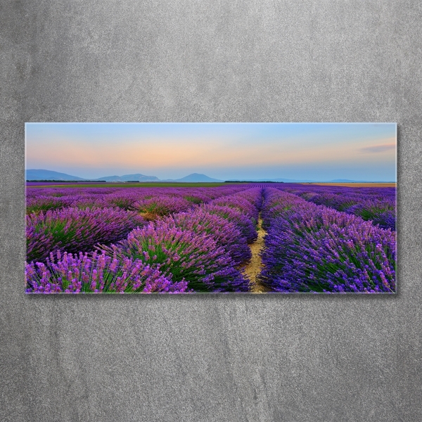 Quadro vetro Campo di lavanda