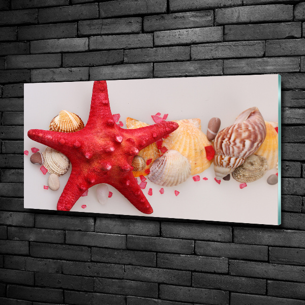 Quadro vetro Stelle marine e conchiglie
