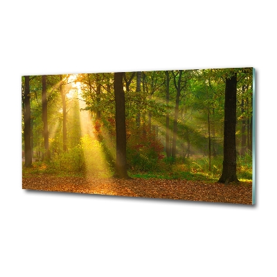 Quadro su vetro Foresta al sole