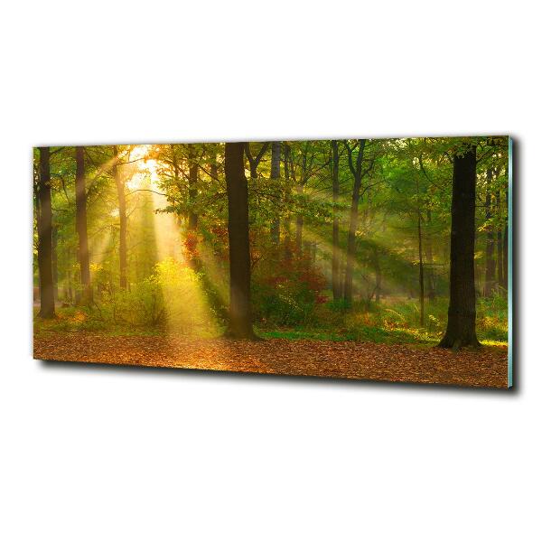 Quadro su vetro Foresta al sole