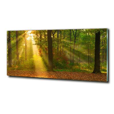 Quadro su vetro Foresta al sole