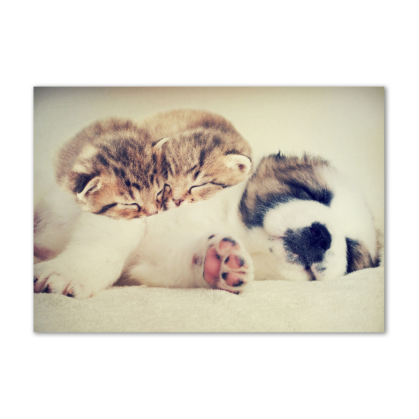 Quadro su vetro Due gatti e un cane