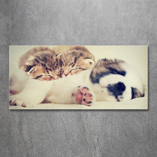 Quadro su vetro Due gatti e un cane