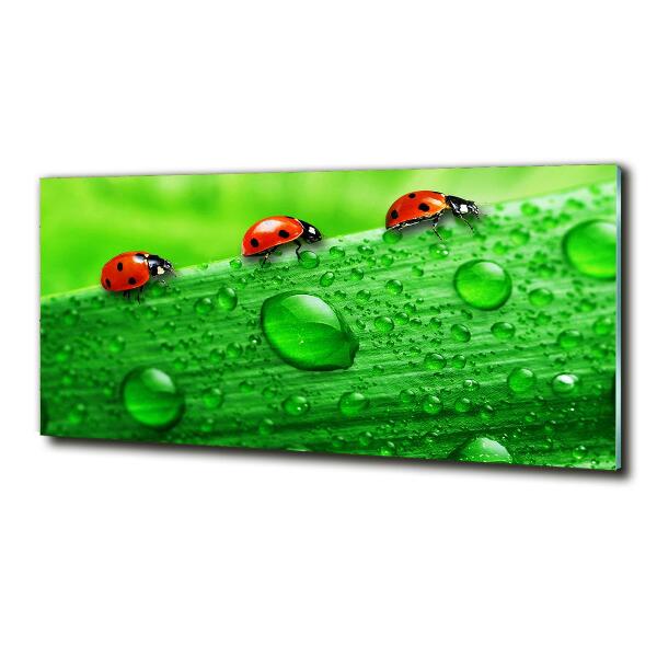 Quadro in verde Coccinelle sull'erba