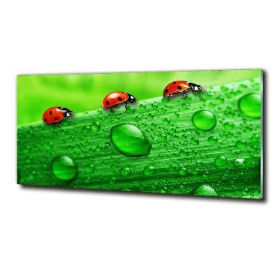 Quadro in verde Coccinelle sull'erba