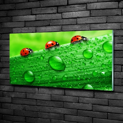 Quadro in verde Coccinelle sull'erba