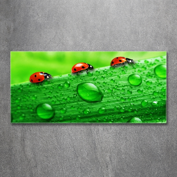 Quadro in verde Coccinelle sull'erba