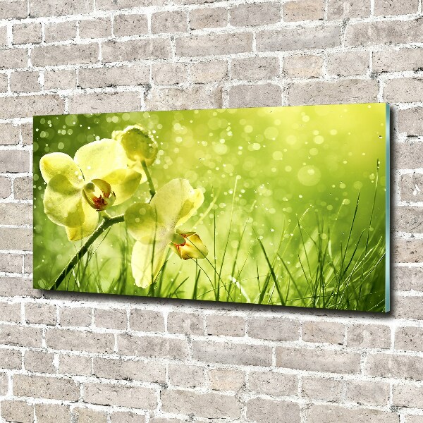 Quadro in vetro Orchidea