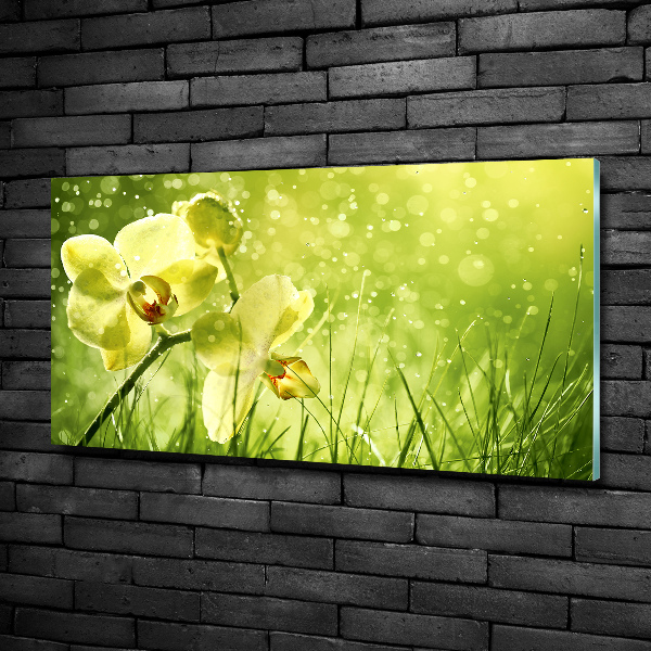 Quadro in vetro Orchidea