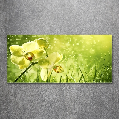 Quadro in vetro Orchidea