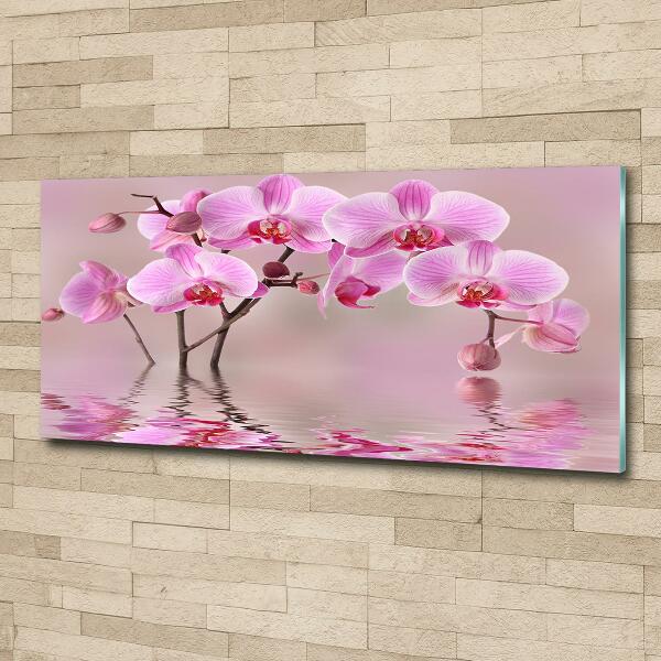 Quadro vetro Orchidea rosa