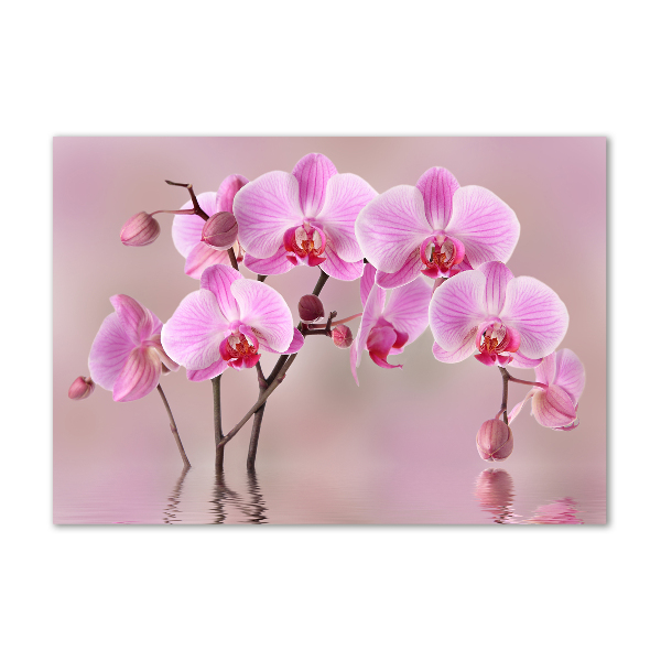Quadro vetro Orchidea rosa