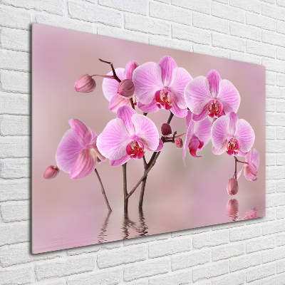 Quadro vetro Orchidea rosa