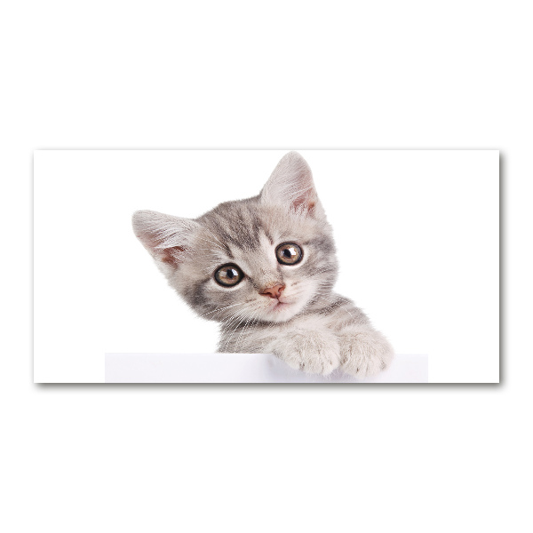 Quadro su vetro Gatto grigio