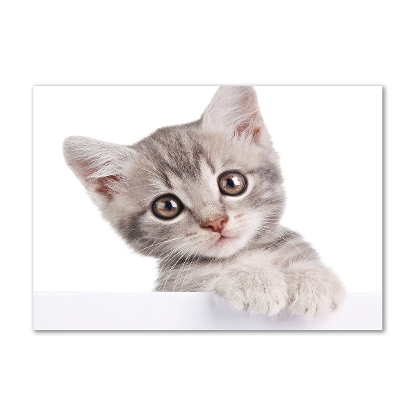 Quadro su vetro Gatto grigio