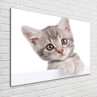 Quadro su vetro Gatto grigio