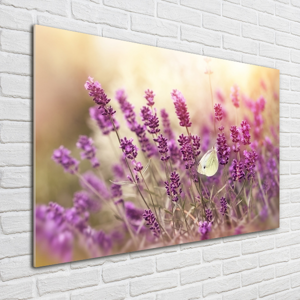 Quadro vetro Lavanda