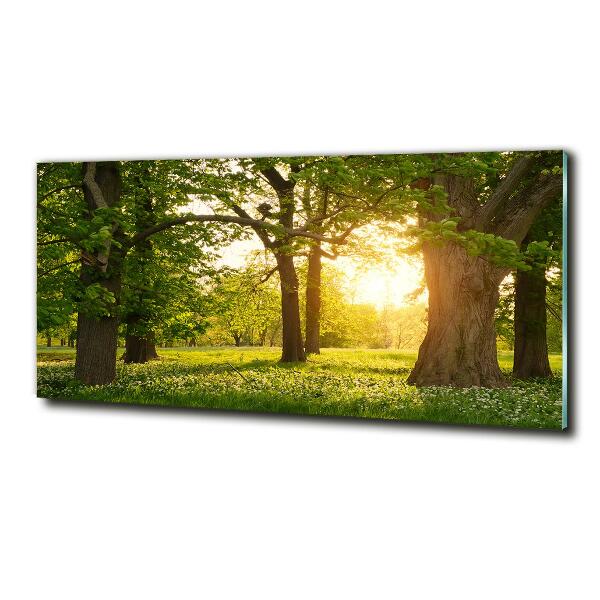 Quadro su vetro Alberi nel parco