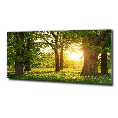 Quadro su vetro Alberi nel parco