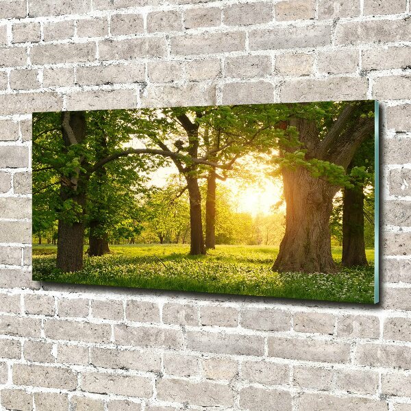 Quadro su vetro Alberi nel parco