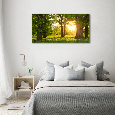 Quadro su vetro Alberi nel parco