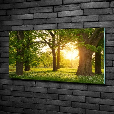 Quadro su vetro Alberi nel parco