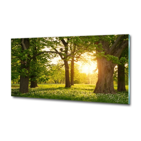 Quadro su vetro Alberi nel parco