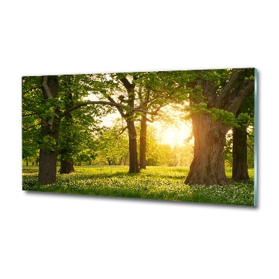 Quadro su vetro Alberi nel parco