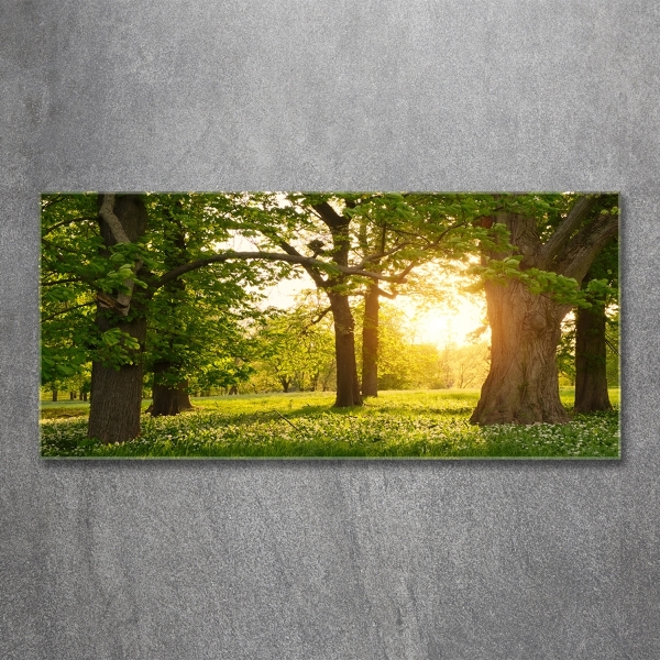 Quadro su vetro Alberi nel parco