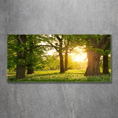 Quadro su vetro Alberi nel parco