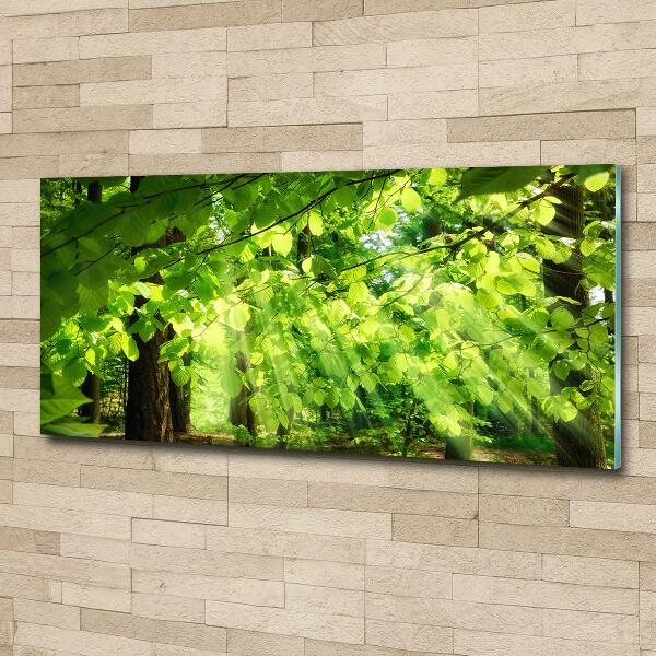 Quadro in verde Foglie di faggio