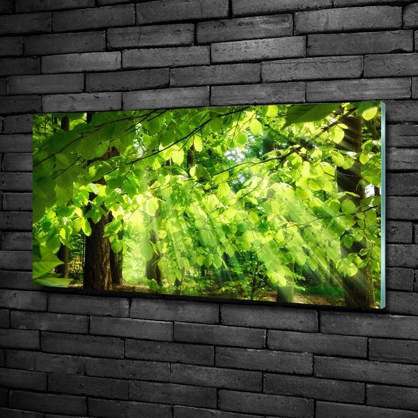 Quadro in verde Foglie di faggio