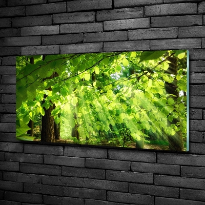 Quadro in verde Foglie di faggio