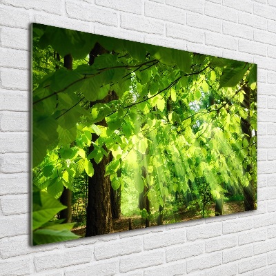 Quadro in verde Foglie di faggio