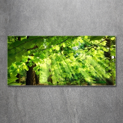 Quadro in verde Foglie di faggio