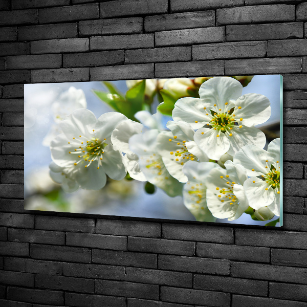 Quadro vetro Fiori di ciliegio