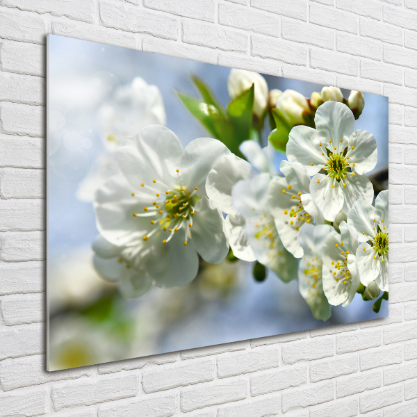 Quadro vetro Fiori di ciliegio