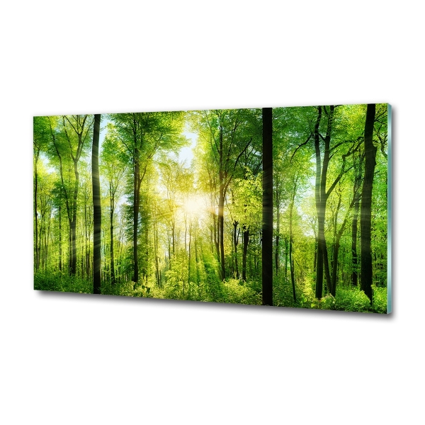 Quadro su vetro Foresta al sole