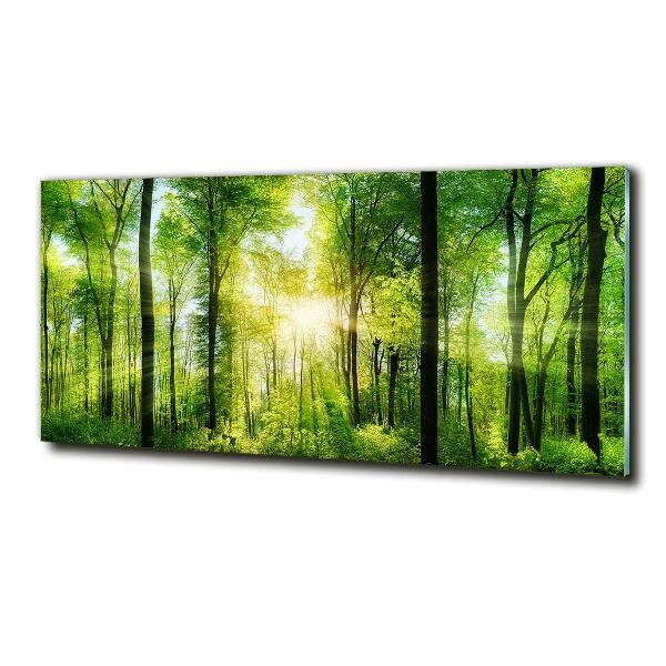 Quadro su vetro Foresta al sole