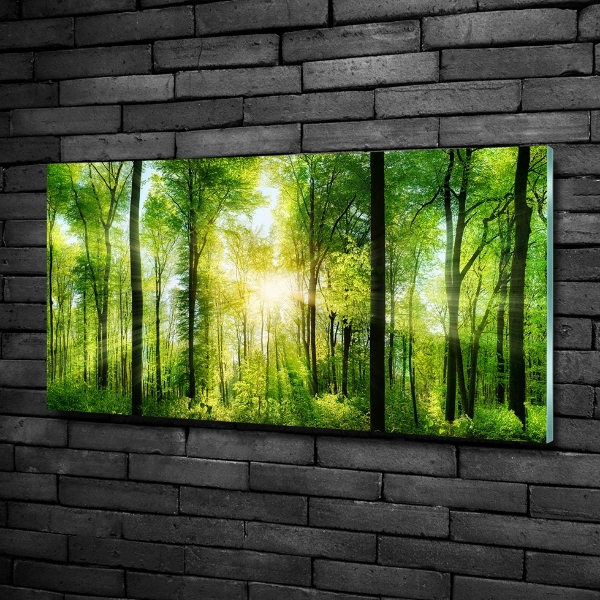 Quadro su vetro Foresta al sole