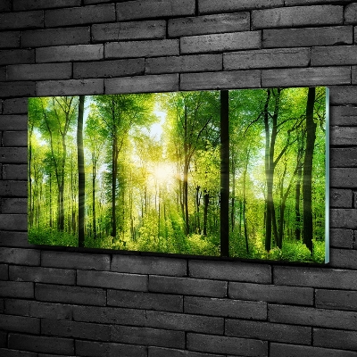 Quadro su vetro Foresta al sole
