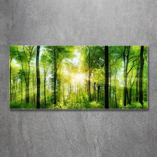Quadro su vetro Foresta al sole