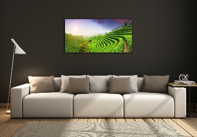 Quadro in vetro Piantagione di tè