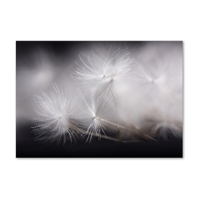 Quadro su vetro Semi di tarassaco