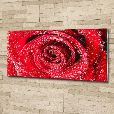 Quadro su vetro Gocce d'acqua su una rosa