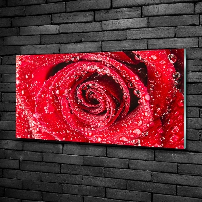 Quadro su vetro Gocce d'acqua su una rosa