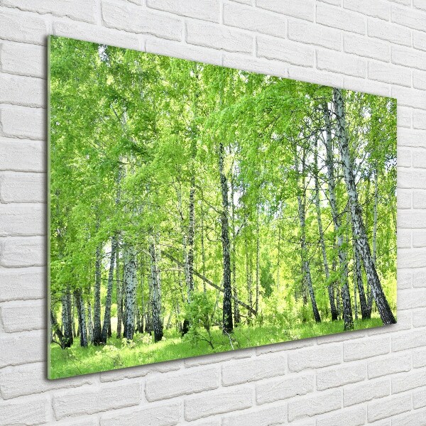 Quadro vetro Foresta di betulle