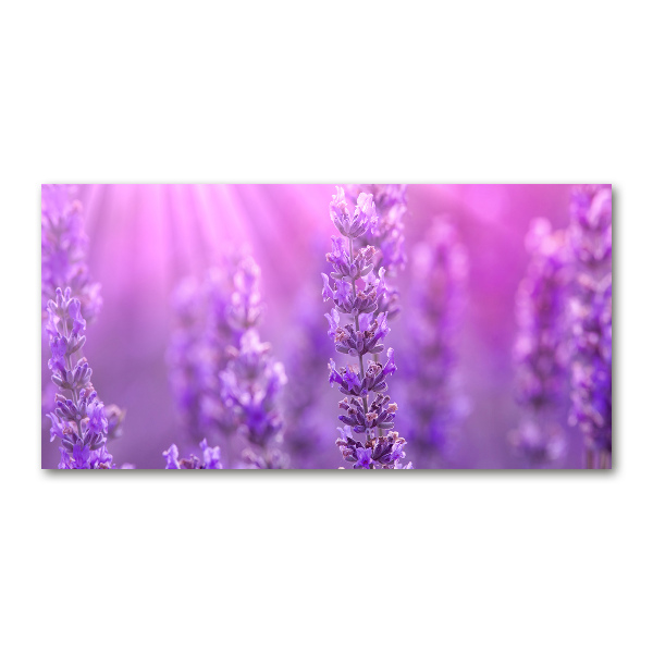Quadro su vetro Lavanda