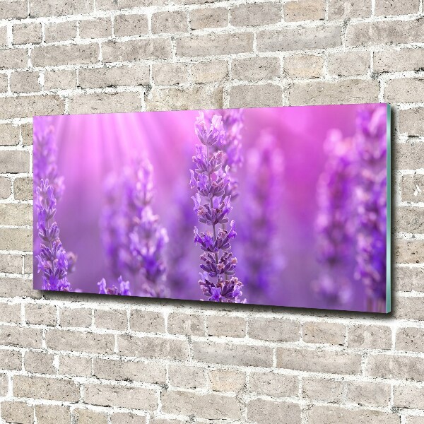 Quadro su vetro Lavanda