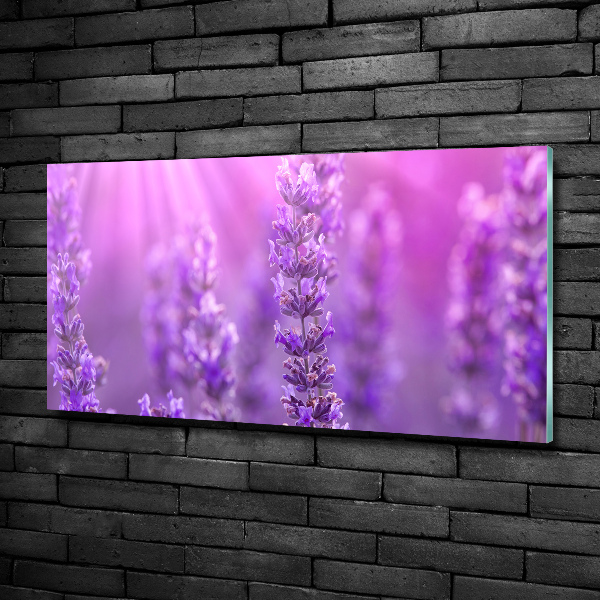 Quadro su vetro Lavanda